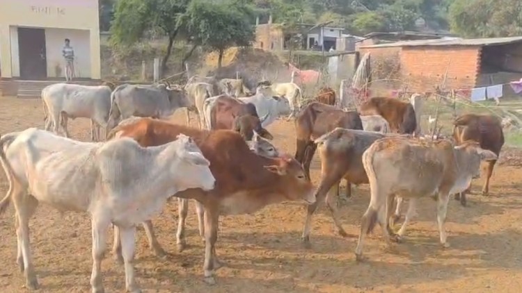 सोनभद्र पुलिस ने 19 गोवंशो को पशु तस्करों के कब्जे से किया&nbsp;बरामद